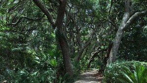 Ein Betonweg, gesäumt von üppigem Grün und Bäumen.