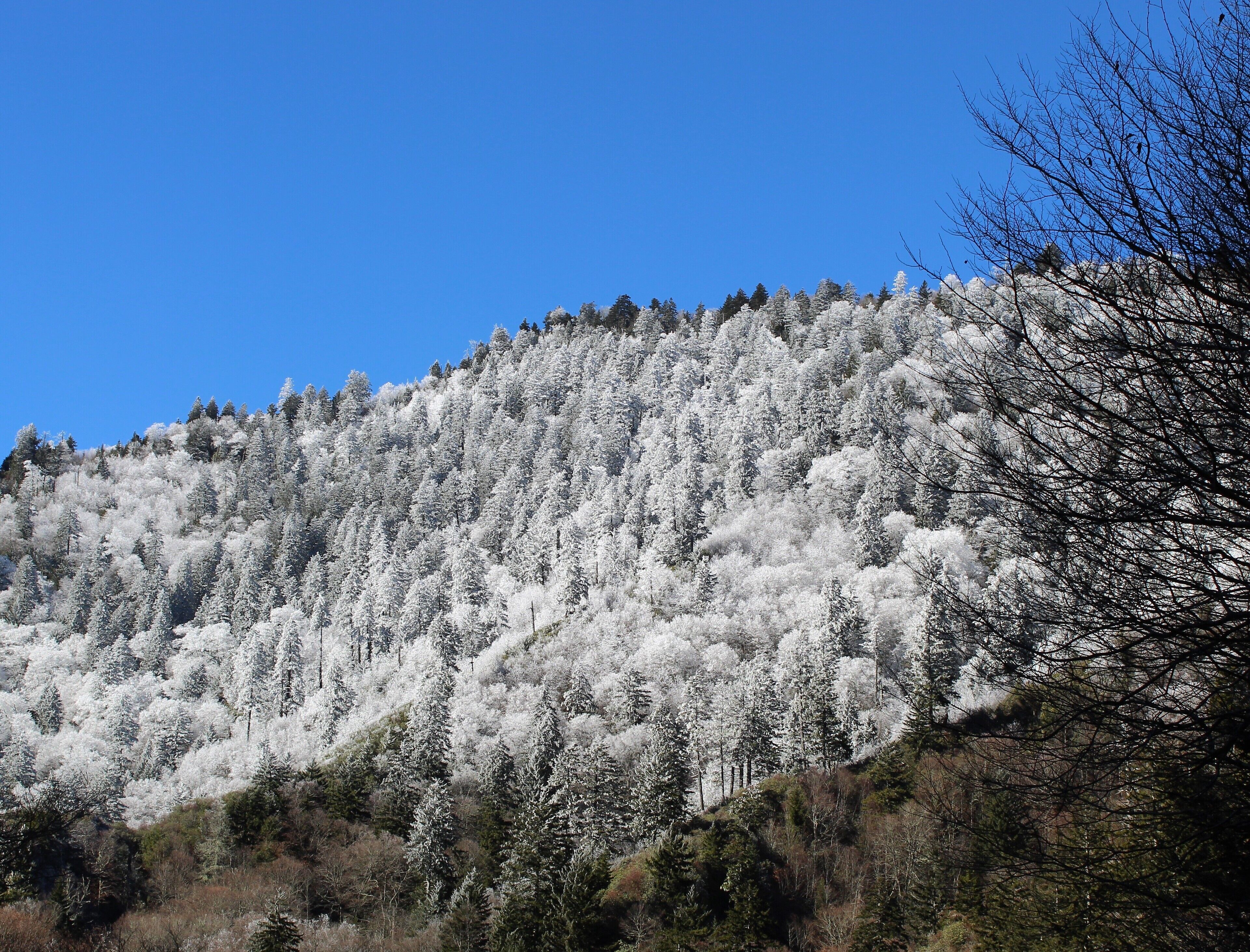 A forested hillside with snow-covered trees under a clear blue sky.