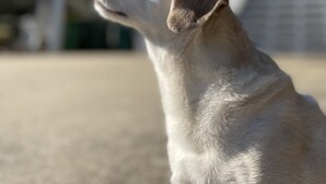 A dog looking at a building with multiple floors and balconies. - DolphinInnOBX Steps to beach 7BR Pool, Gym, Pickleball/Tennis, Pirate Ship, Golf (Southern Shores)