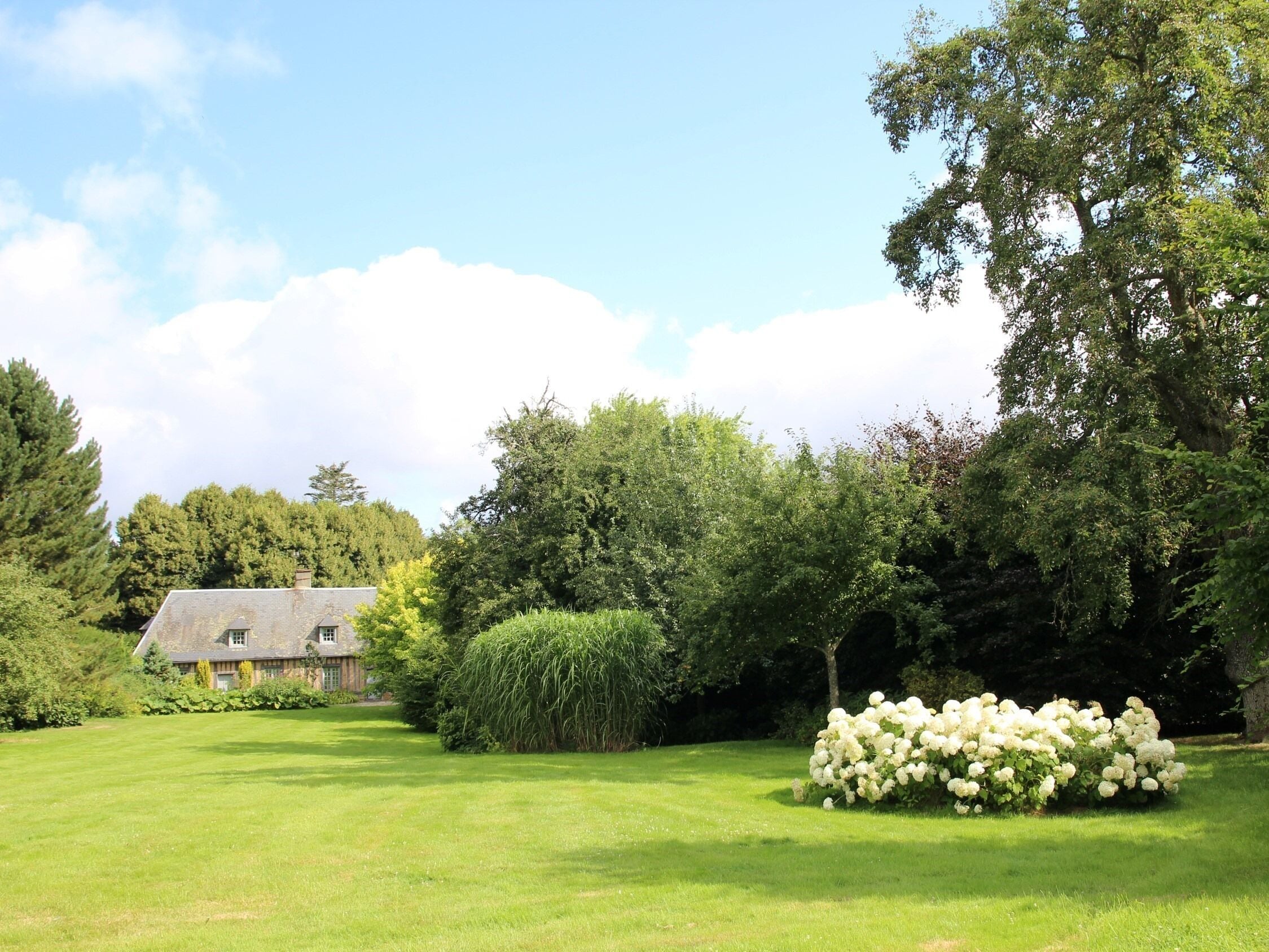 Une pelouse verdoyante avec un arbuste aux fleurs blanches, une maison avec un toit gris et, au fond, de grands arbres aux feuillages denses.