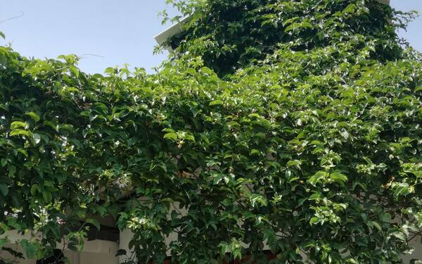 20 House Arugam