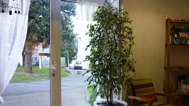 Una habitación con una planta en maceta, una silla y una estantería.