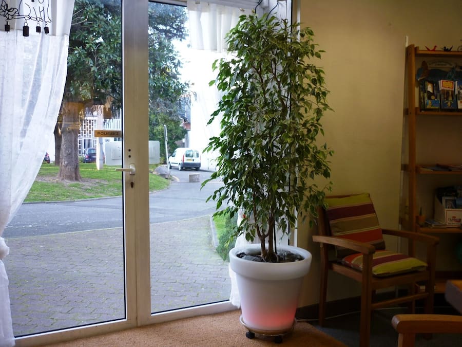 Une pièce avec une plante en pot, une chaise et une bibliothèque.