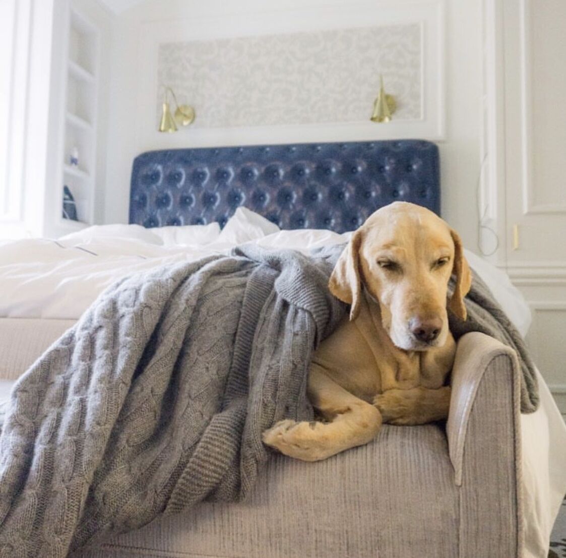 A dog lying on a bed with a grey blanket.