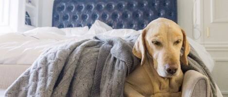 A dog lying on a bed with a grey blanket.