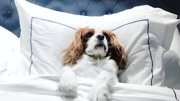 A dog lying on a bed with white bedding and blue piping, against a tufted headboard.