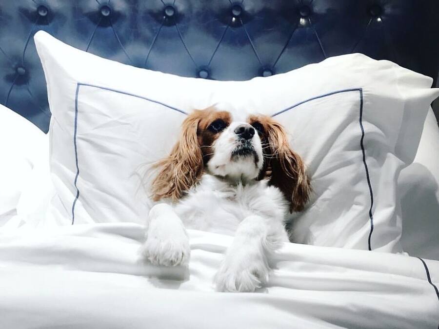 A dog lying on a bed with white bedding and blue piping, against a tufted headboard.
