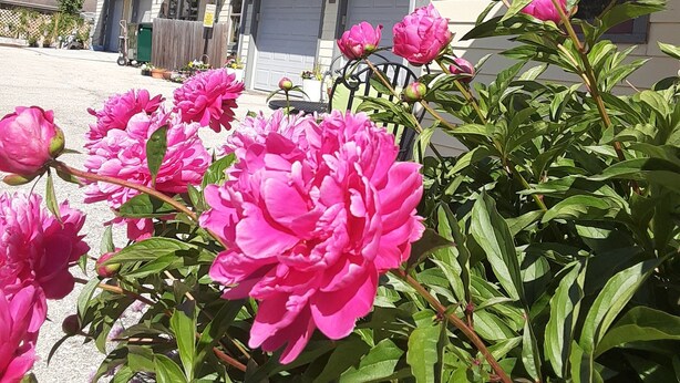 Une maison à deux étages avec un garage, une véranda et un jardin agrémenté de fleurs roses.