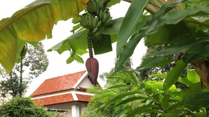 Garden - Montra Nakhon Guesthouse (Nakhon Si Thammarat)