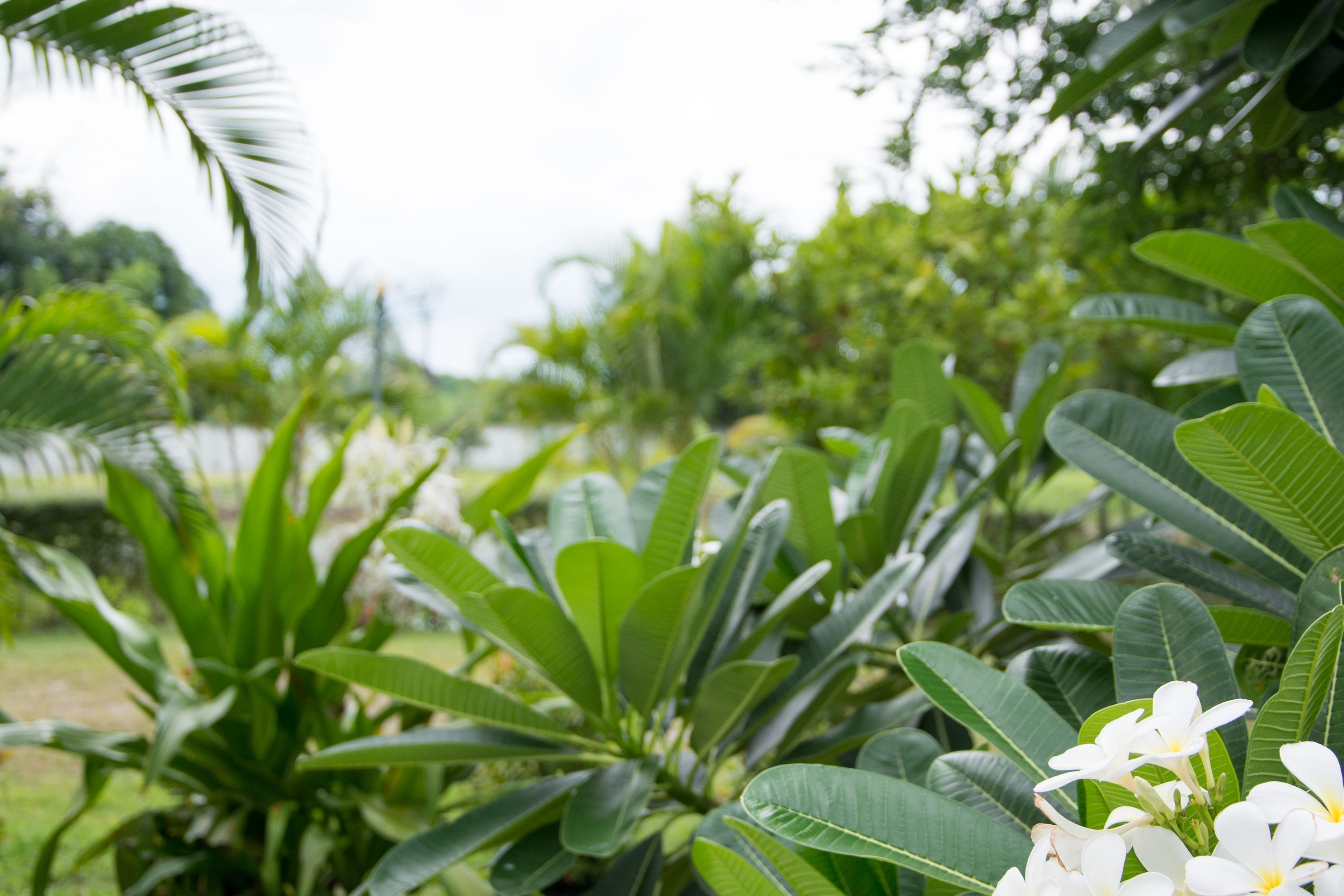 A lush garden with various green plants and white flowers.