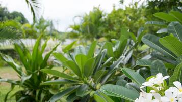 A lush garden with various green plants and white flowers.
