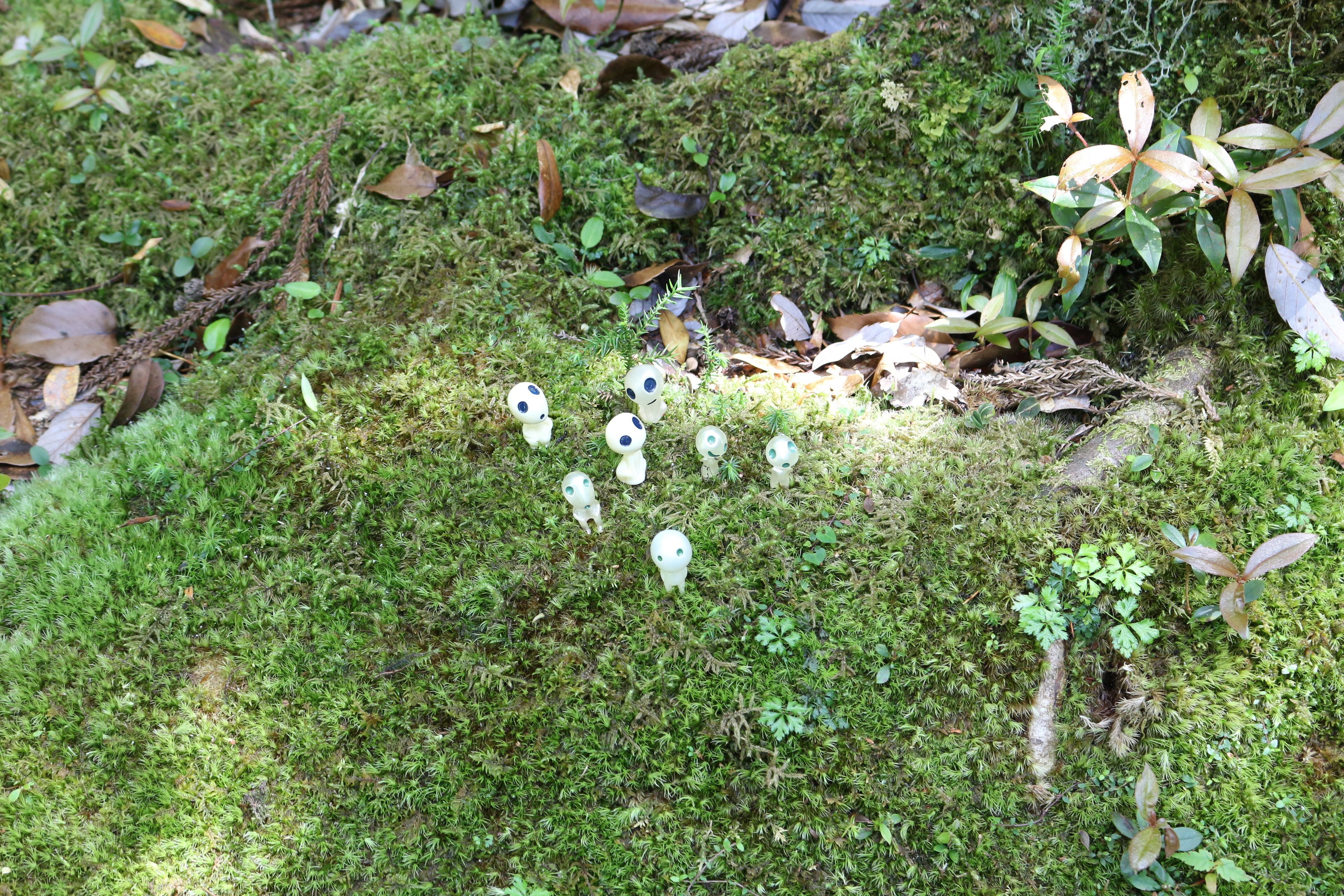 Un suelo de bosque cubierto de musgo, con pequeños hongos blancos y plantas verdes.