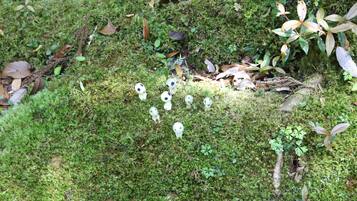 Un suelo de bosque cubierto de musgo, con pequeños hongos blancos y plantas verdes.