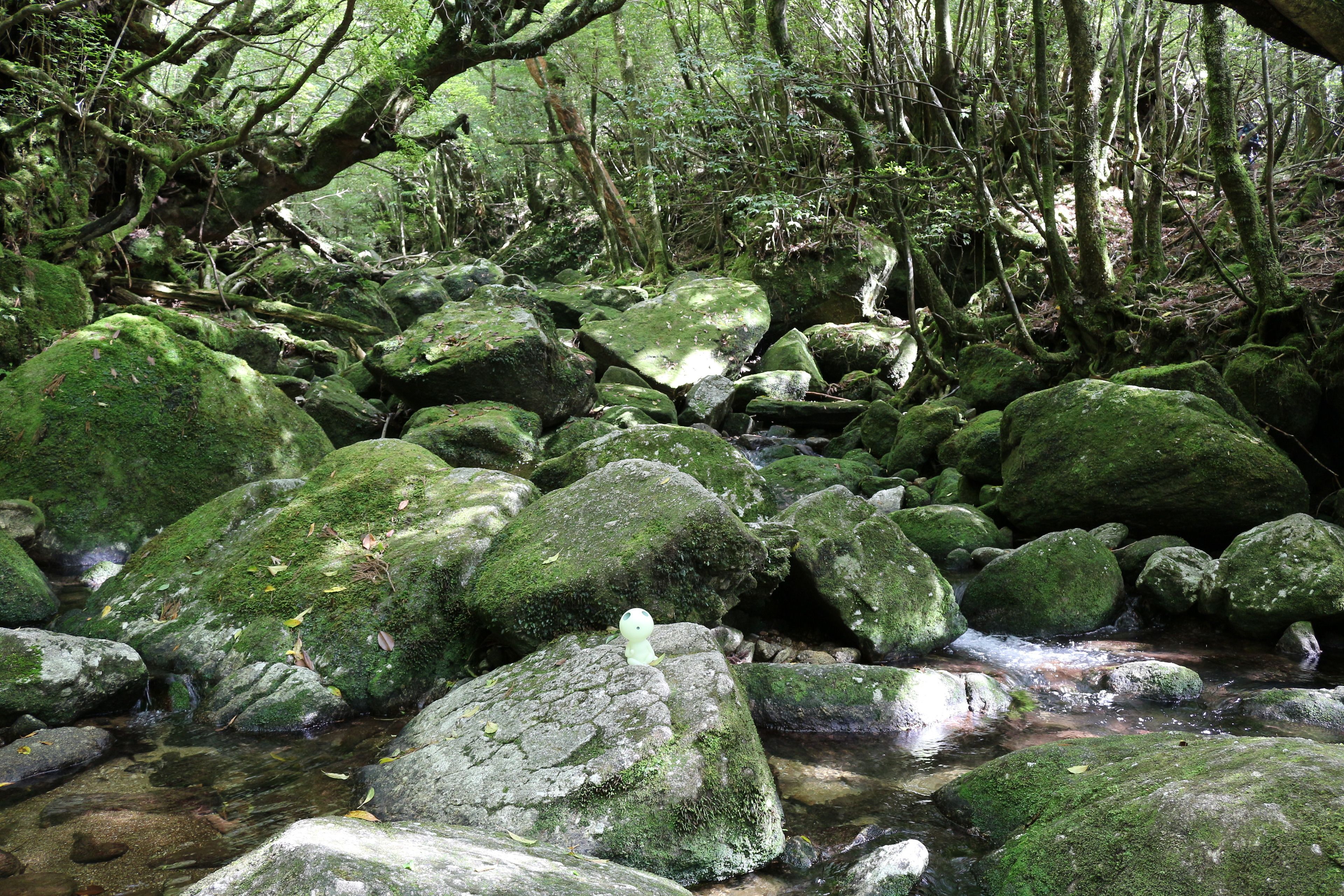 A forest stream with moss-covered rocks and dense trees.