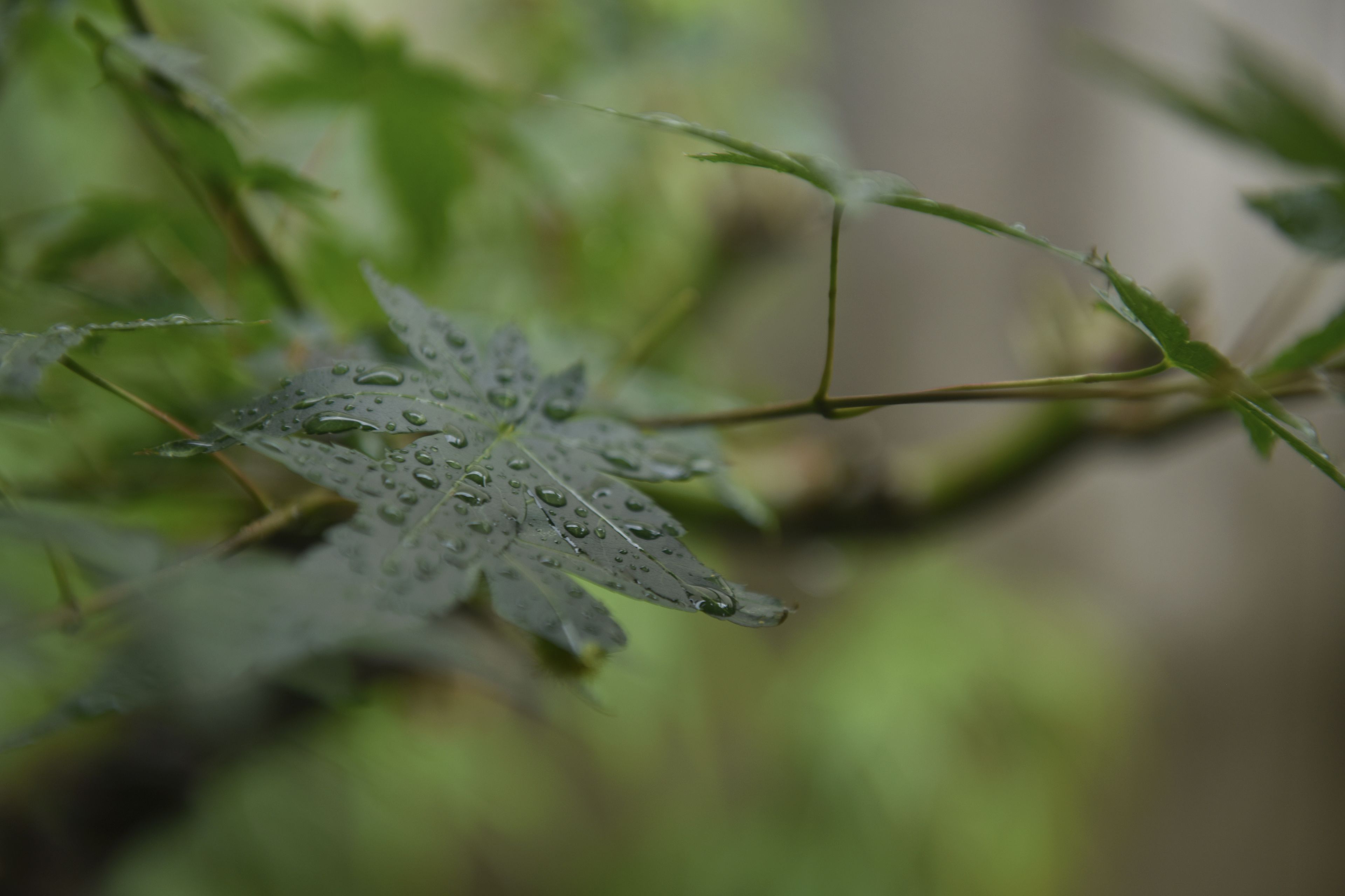 Primer plano de una hoja con gotas de agua, señal de lluvia reciente.