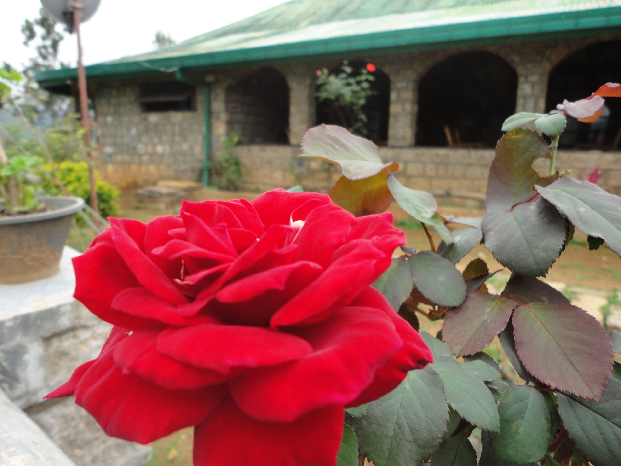 Una rosa roja en un jardín, con un edificio de piedra al fondo.