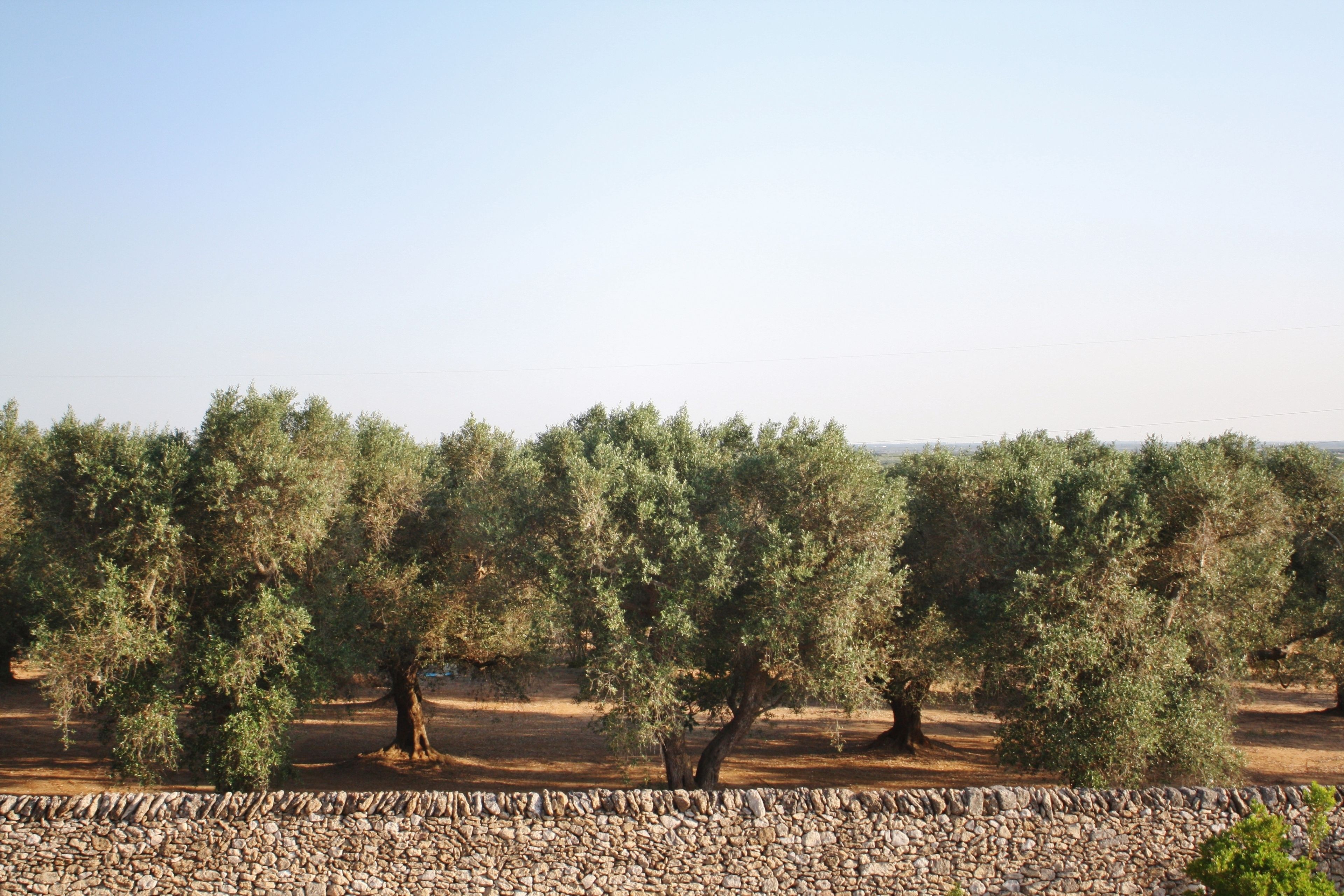 A stone wall with olive trees in the background.