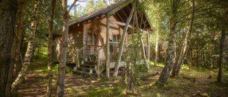 Une cabane en bois entourée d’arbres, au cœur d’une forêt.