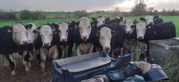 Un grupo de vacas en un campo con un abrevadero metálico y un tractor cerca.