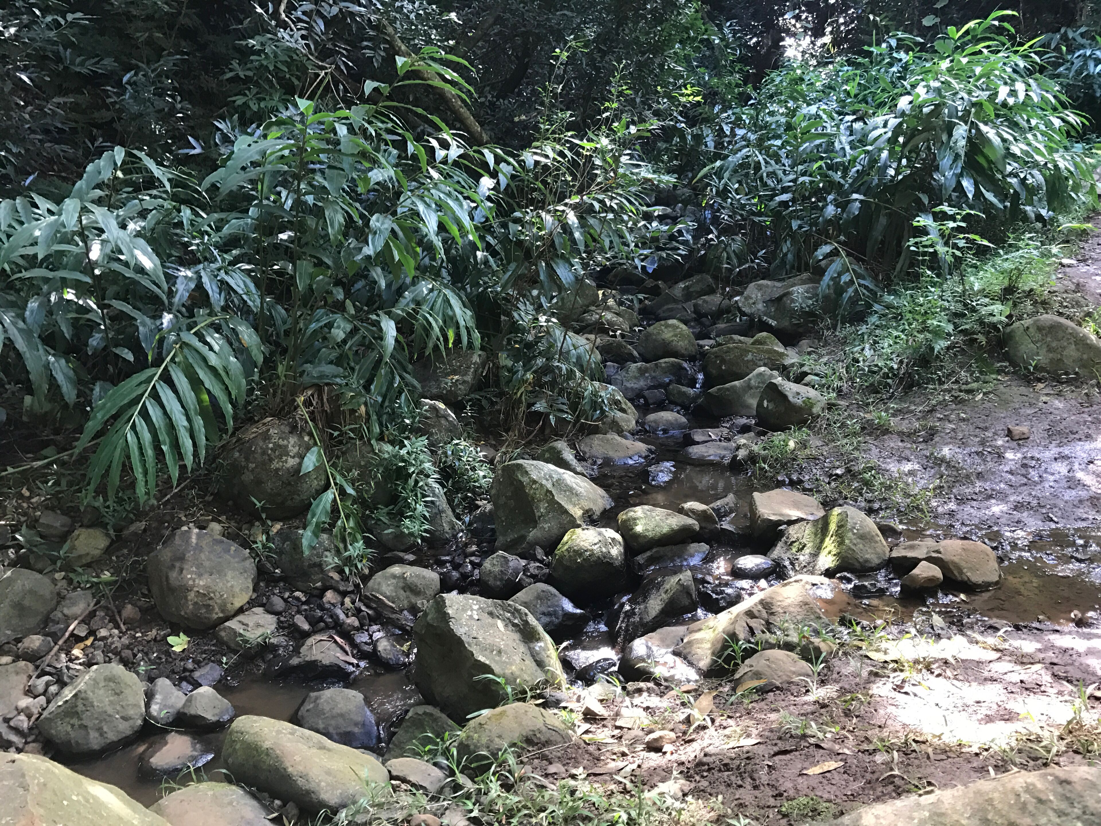 A natural outdoor setting with a stream flowing over rocks, surrounded by dense green foliage.