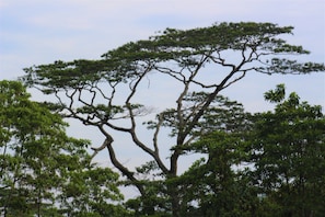 View from property - e-stay Hanthana Kandy (Kandy)