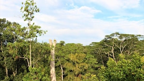 A dense forest with various trees and a clear sky. - e-stay Hanthana Kandy (Kandy)