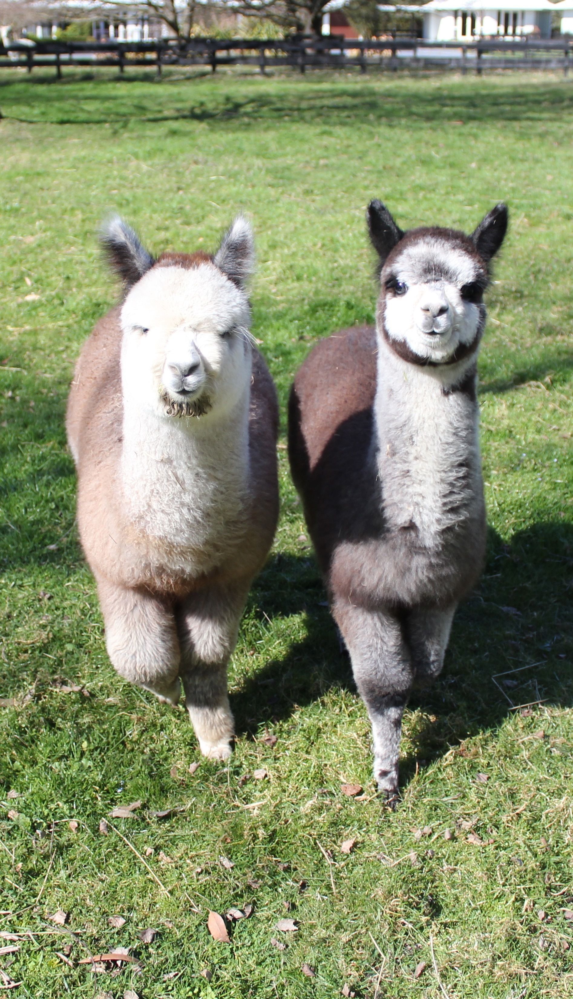 Two llamas standing on grass.