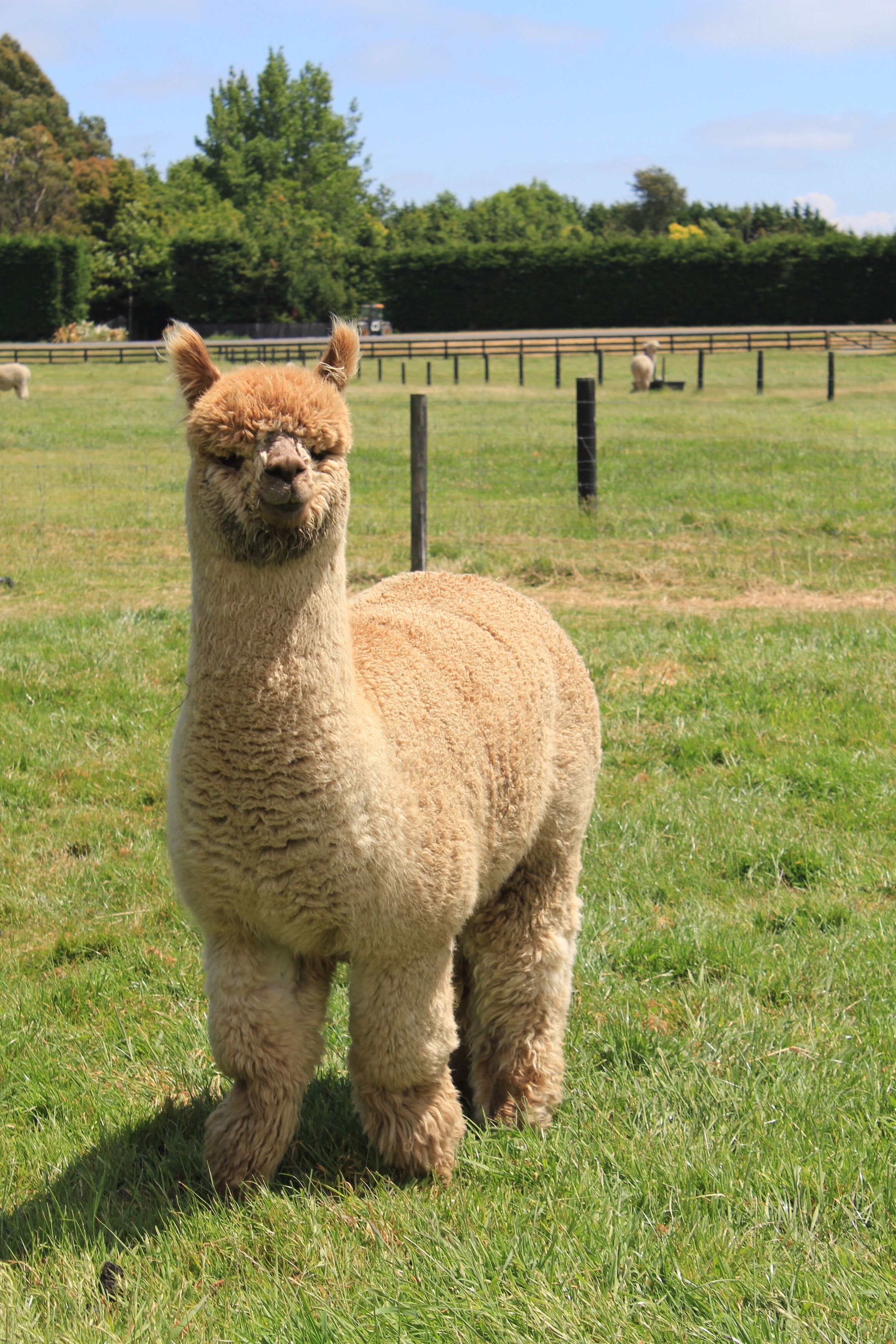 Una llama de pie en un campo cubierto de hierba, con una cerca y árboles al fondo.