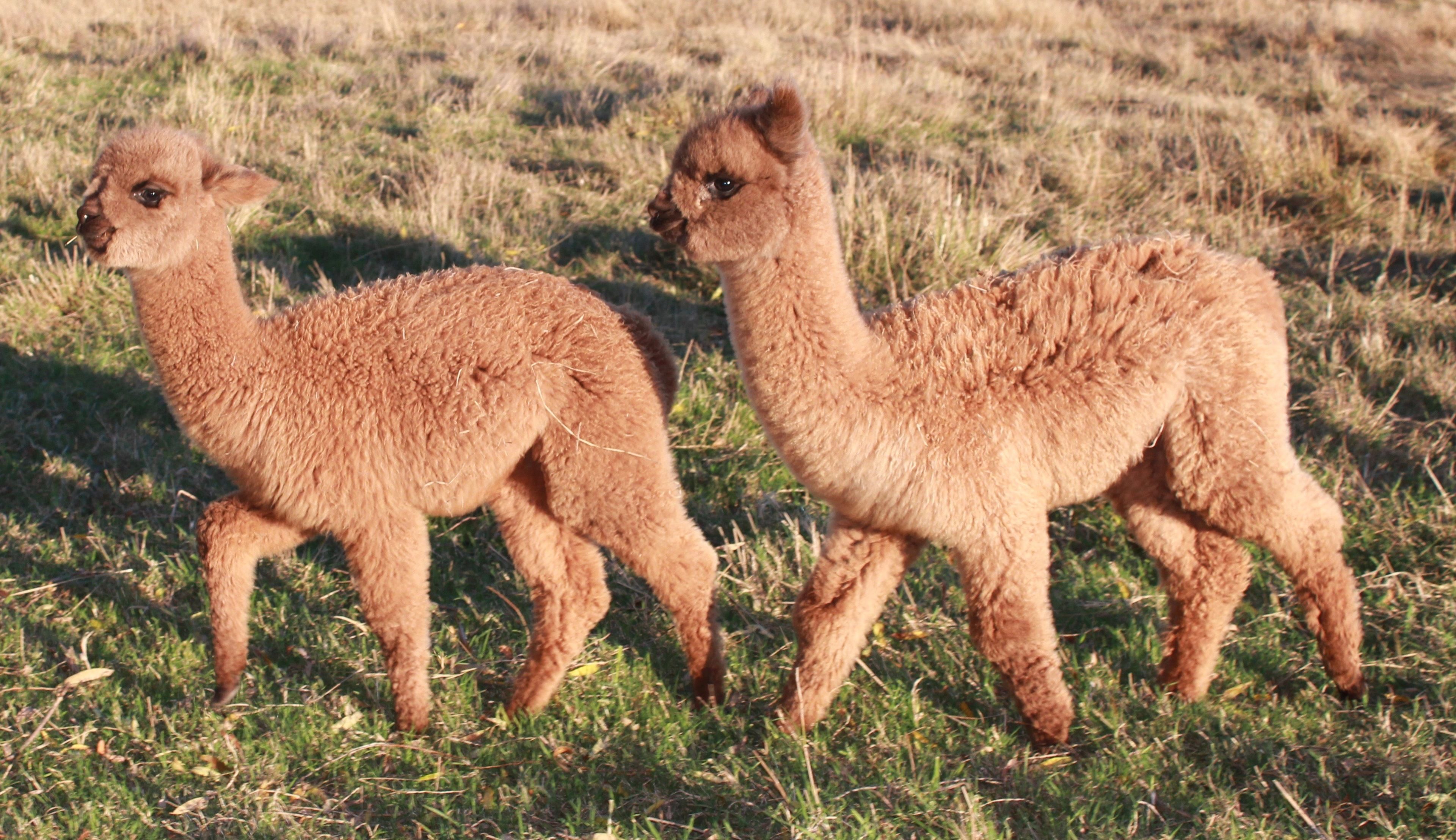 Deux lamas dans un champ d’herbe.