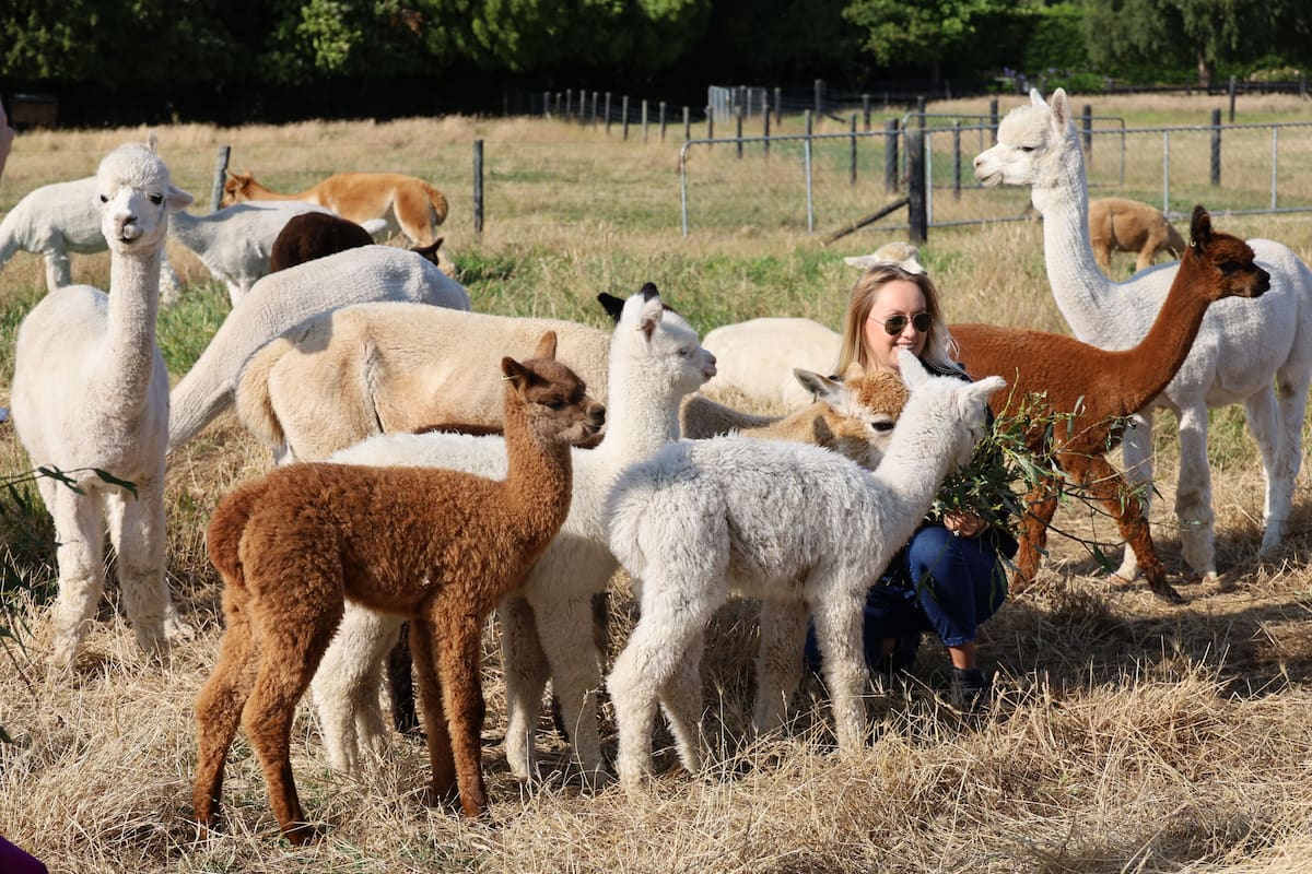 A group of llamas and alpacas in a fenced outdoor area with hay on the ground.