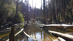 A natural landscape with a water body surrounded by tall, dead trees and dense vegetation. - Ginkgo Hotel (Lugu)