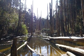 Paisaje natural con un cuerpo de agua rodeado de árboles altos y secos, y vegetación densa.