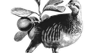 Ilustración estilizada de un pájaro con hojas, y el texto "PLUM & PARTRIDGE" y "Hustwaite".