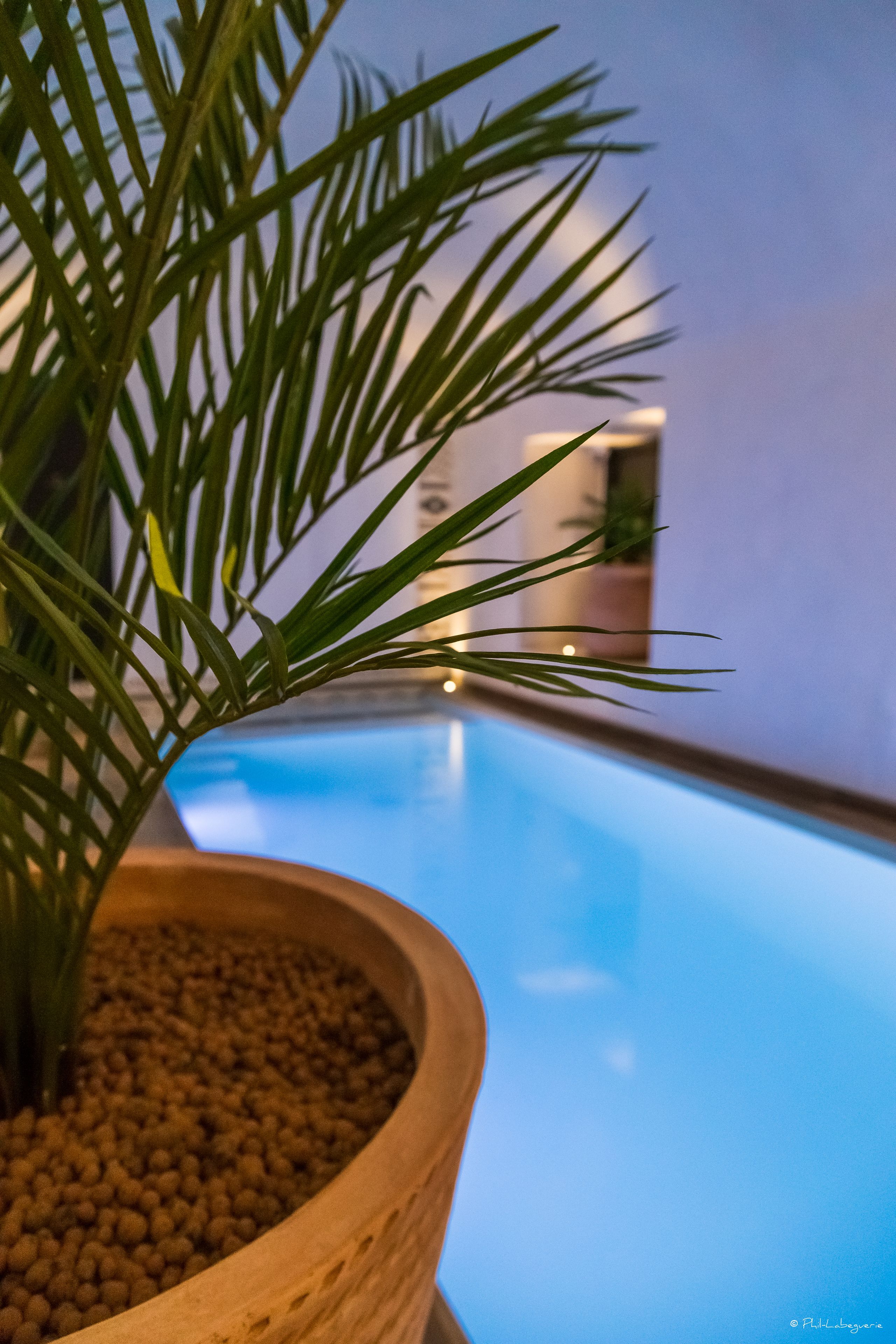 Una planta en maceta con hojas verdes largas en primer plano, una piscina azul al fondo y un espacio interior borroso.