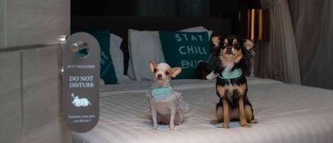 Two dogs on a bed with a sign that says "DO NOT DISTURB" and pillows with "STAY CHILL ENJOY" text.