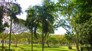 Une cour bordée d’arbres et une rangée de bâtiments blancs aux portes marron.