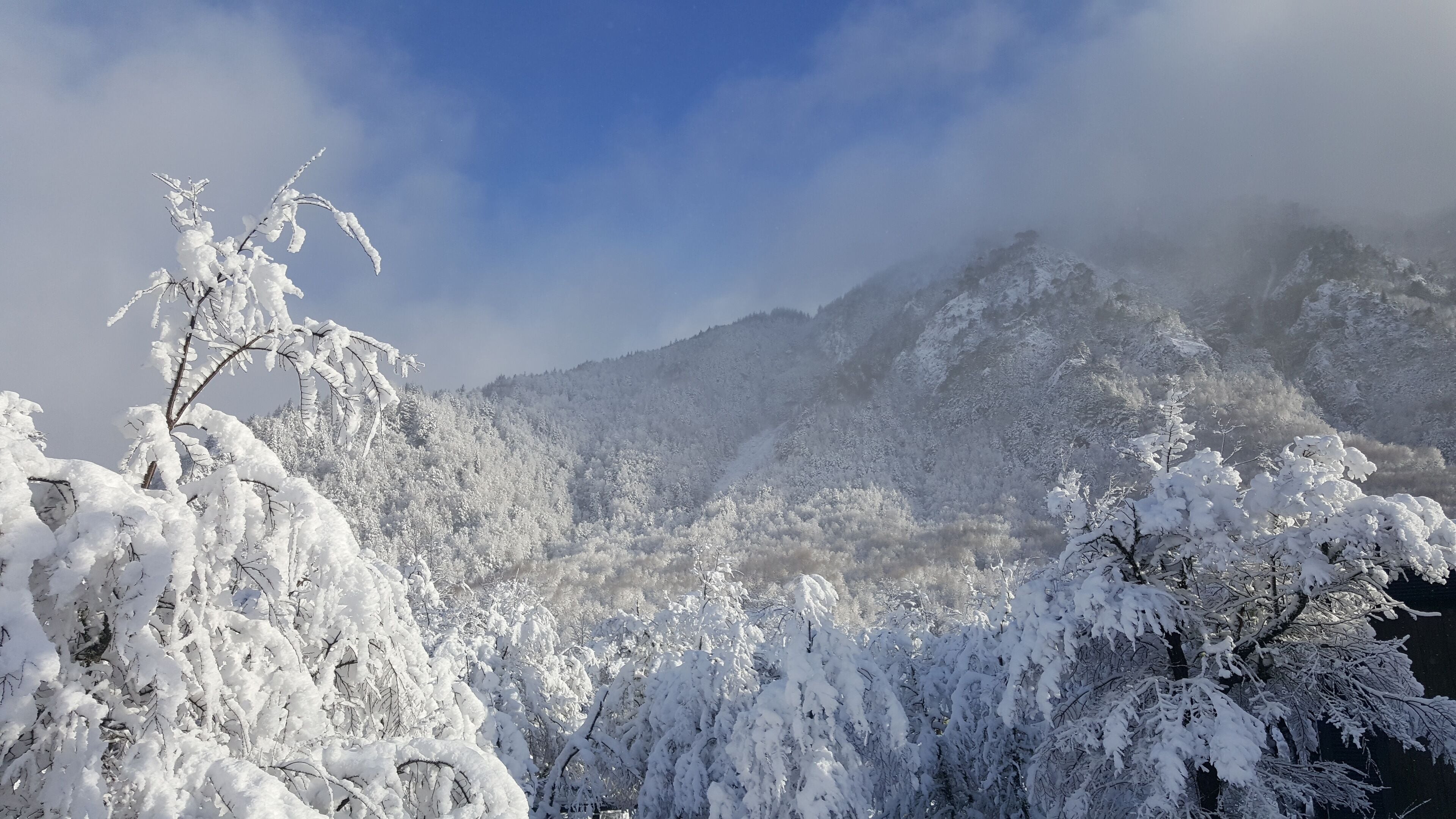 A mountainous landscape with snow-covered trees and a clear sky.