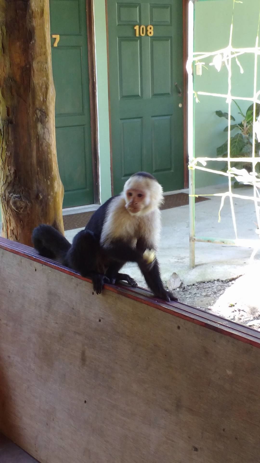 Un singe est assis sur une corniche en bois.