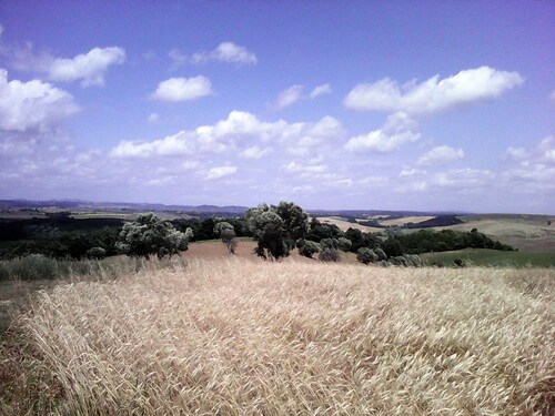 A charming villa with a park, nestled among olive trees—a relaxing getaway in the Maremma