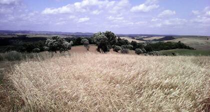 A charming villa with a park, nestled among olive trees—a relaxing getaway in the Maremma