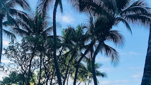 Une zone herbeuse avec des palmiers et une vue sur la plage.