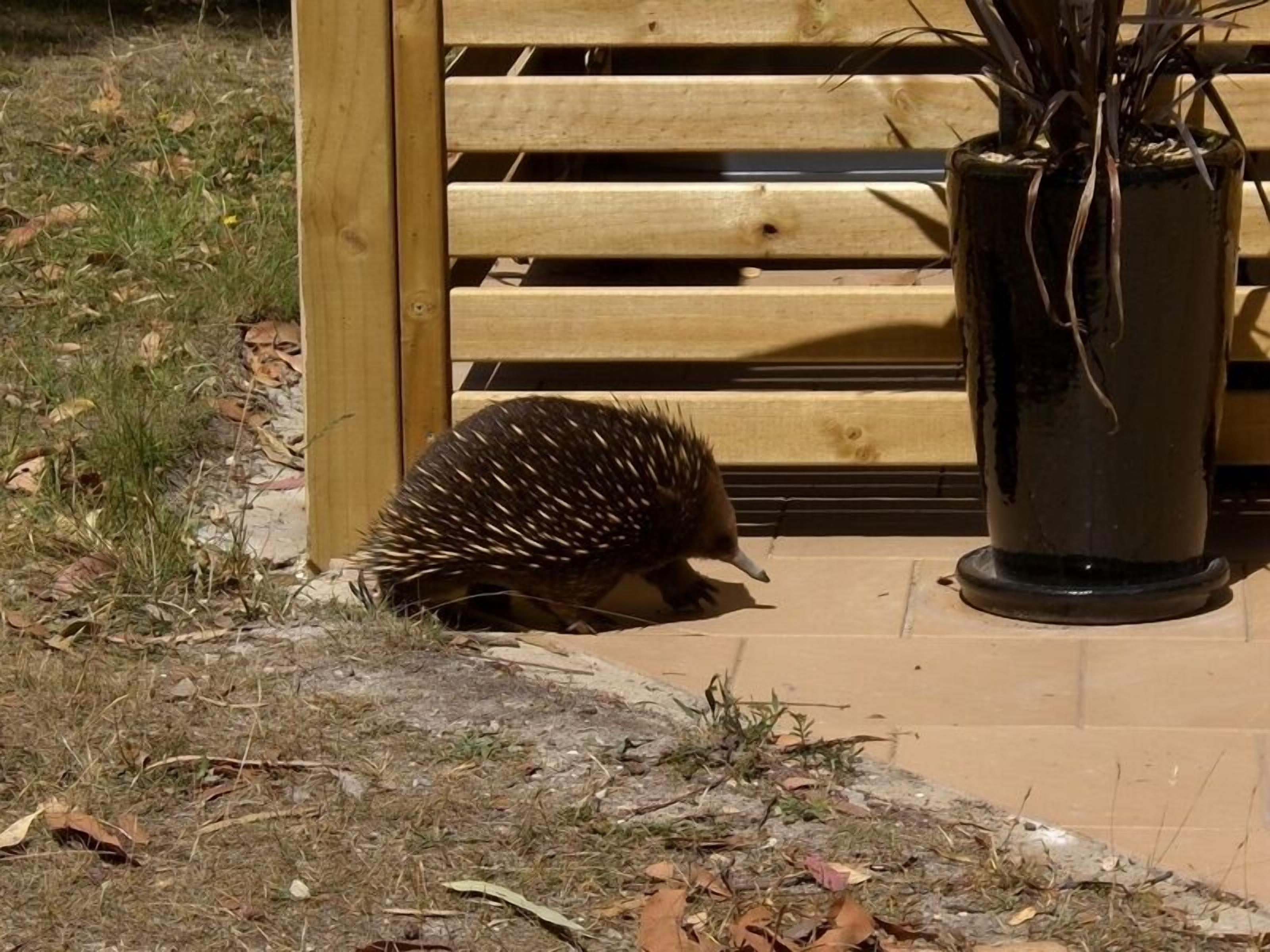 Bay Retreat Port Arthur — image 26