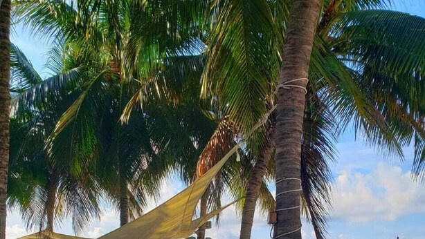 A beachside seating area with lounge chairs and umbrellas, palm trees, and a view of the sea. - GEM w Pool near BEACHes & 5th Ave. Hi-speed Wifi, Top-Notch  LOCATION. KIDs OK! (Playa del Carmen)