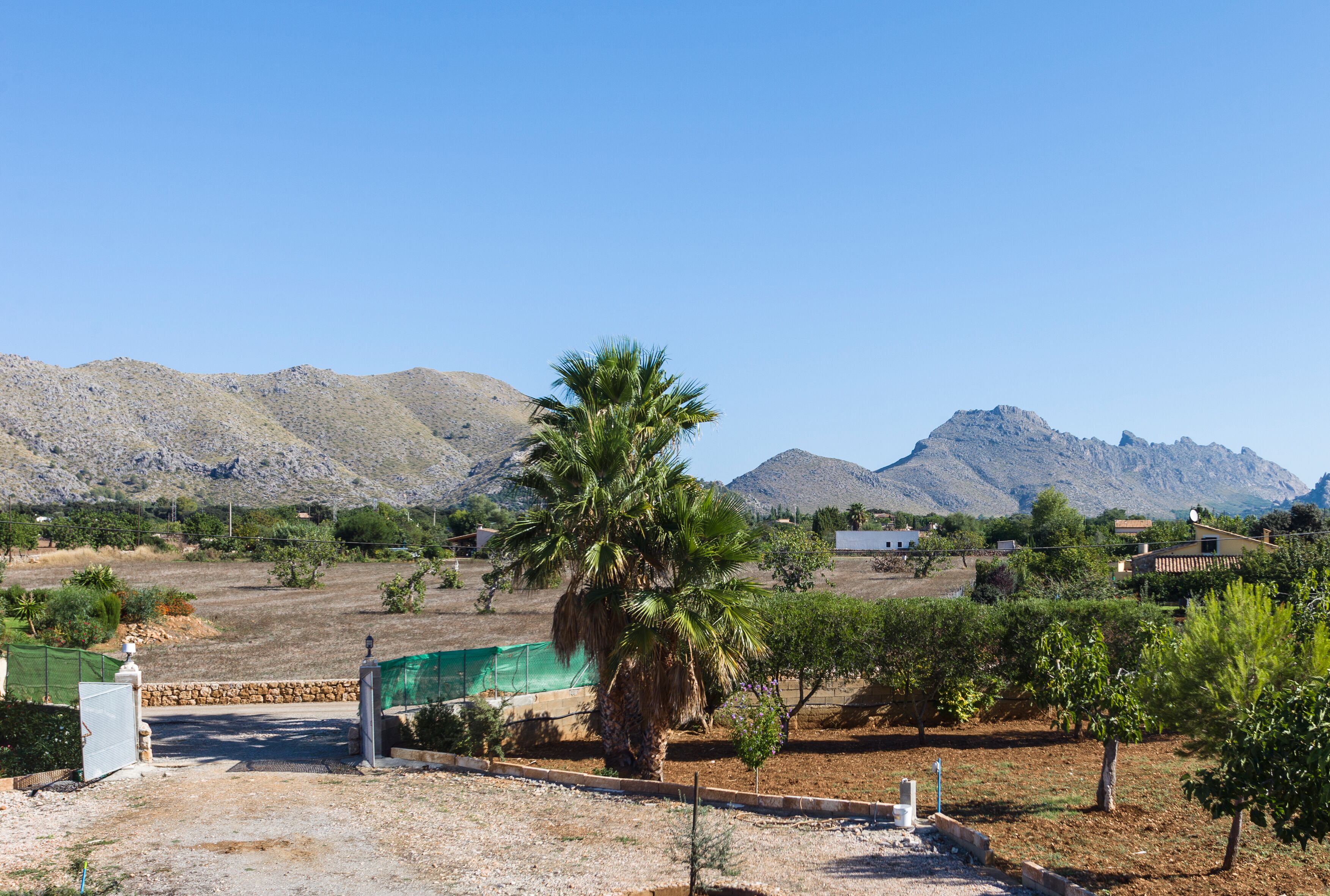 A rural landscape with a palm tree, vineyards, and mountains in the background.
