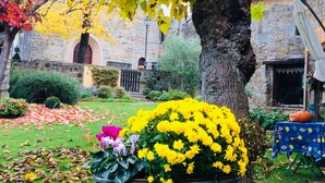 Un cortile con un edificio in pietra, un albero e un vaso fiorito con fiori gialli.