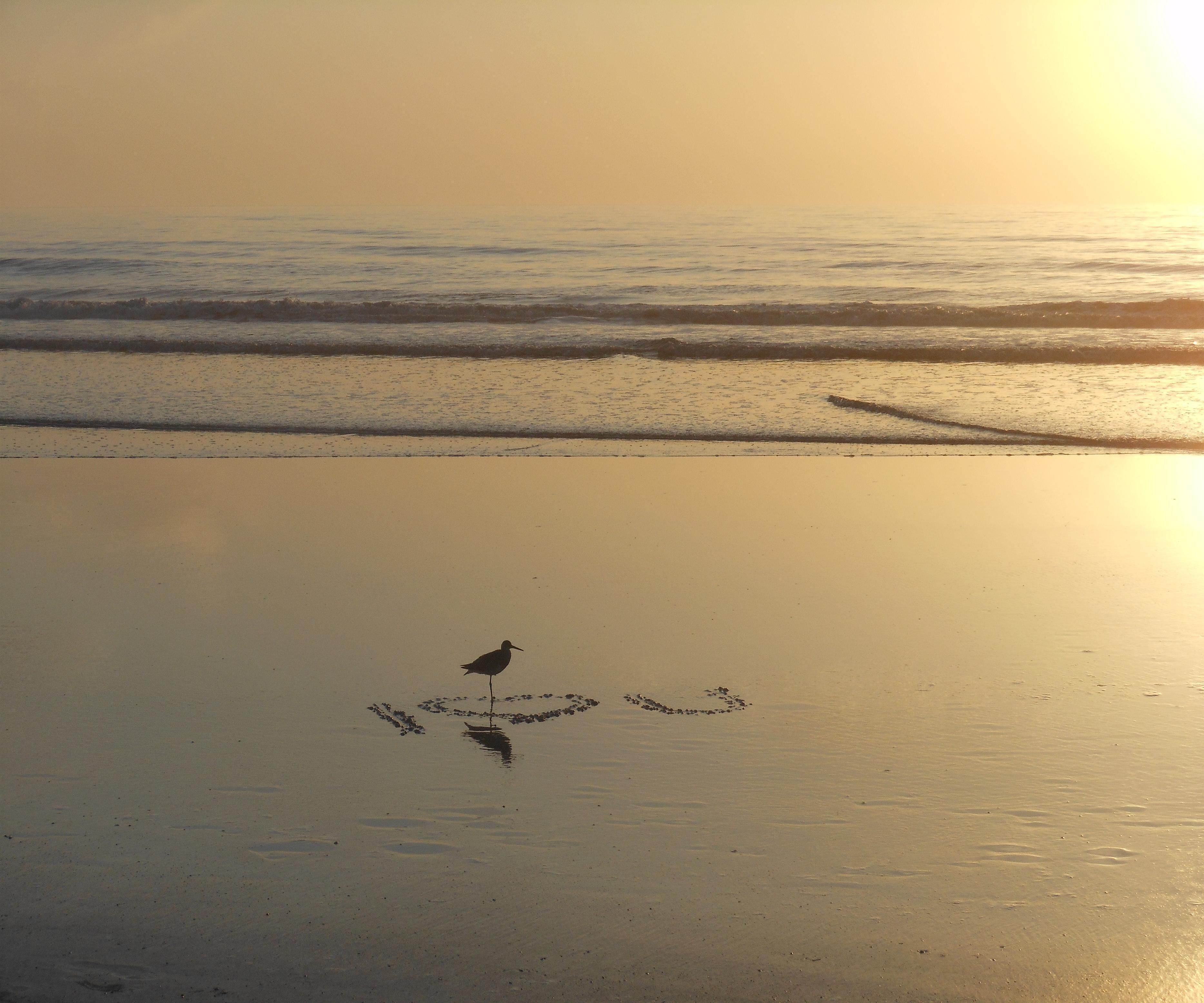 Ein Strand mit einem Vogel, der im Sand steht und zusammen mit seinem Spiegelbild eine Herzform bildet.