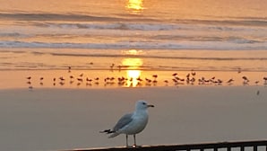Una gaviota en una barandilla con vista a una playa y un atardecer de fondo.