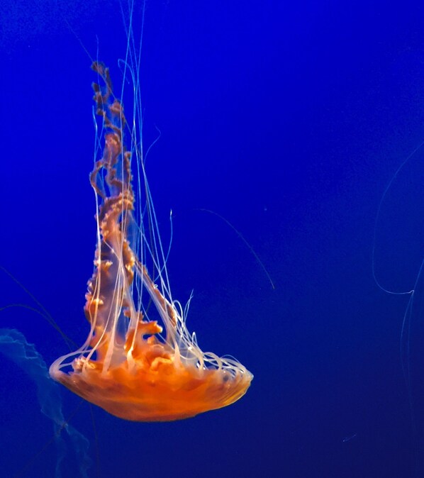 A jellyfish with long tentacles in a blue underwater environment. - Blacks Beach Retreat,Wi-Fi, near Harbor & Steps to Twin Lakes Beach! (Santa Cruz)
