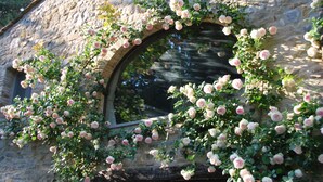 A stone building with a circular window surrounded by climbing roses.