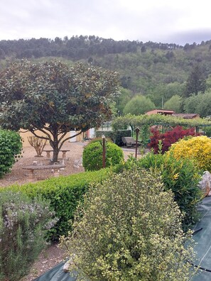 Ein Garten mit vielfältigen Pflanzen und einem großen Baum.